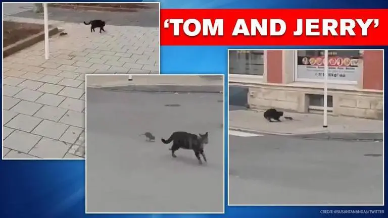 Video of a cat being chased by a rat leaves netizens in splits Cat runs on being chased by a rat, maintains social distance: watch