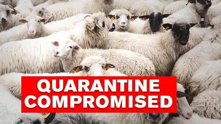 Sudan: Thousands of sheep die after Saudi Arabia rejects exports Sudan: Thousands of sheep die after Saudi Arabia rejects exports