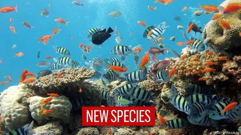 Atlantic researchers discover 12 new marine species 'hiding' in the deep sea Atlantic