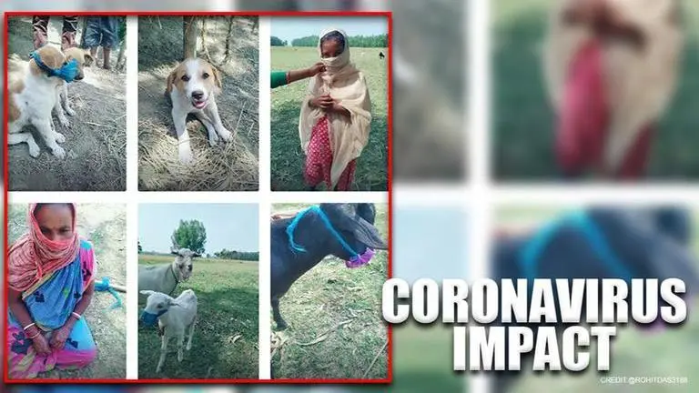 Netizens are getting their pets to wear face masks on TikTok to mock Coronavirus scare Coronavirus