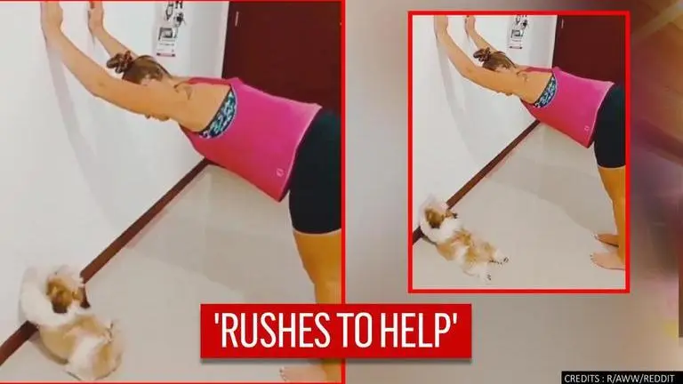 Dog helps woman in pushing wall, adorable video makes netizens go aww Dog