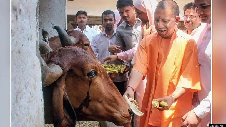 Uttar Pradesh govt equips 'gaushalas' with oximeters; clarifies 'for staff, not cows' Uttar Pradesh, Yogi, cow