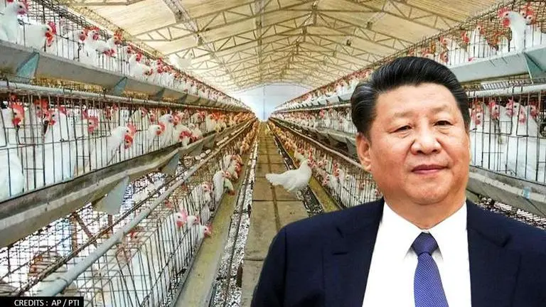 China reports H5N6 bird flu case in human; says 'risk of invisible pandemic extremely low' Chicken
