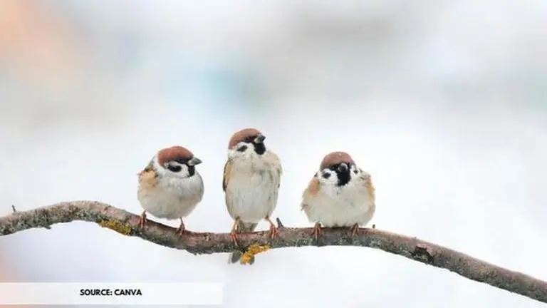 What is World Sparrow Day & why is it celebrated? Read details what is world sparrow day