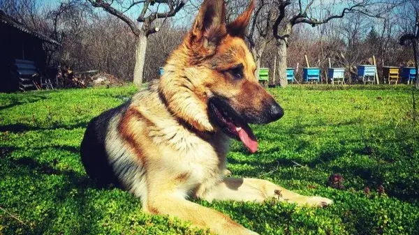 Description of the pic