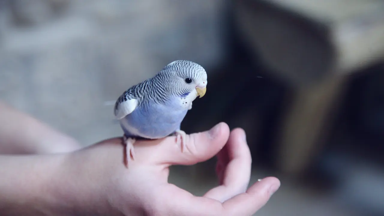 Planning to keep a pet bird? Here are a few things to keep in mind Bird