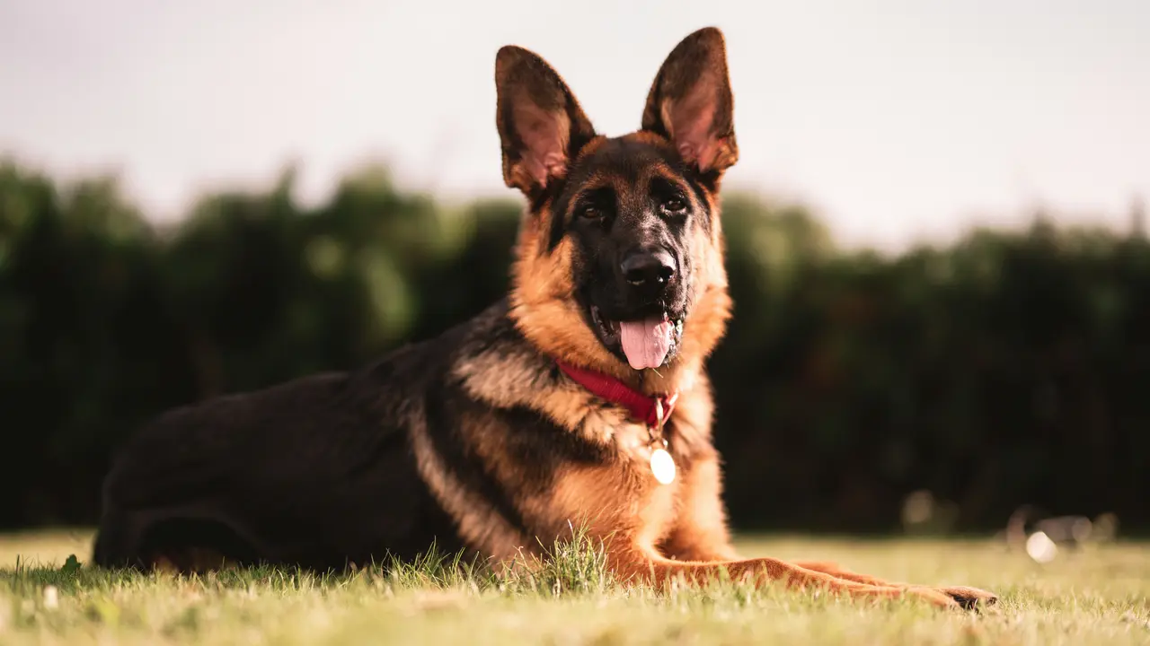 The Most Intelligent Dog Breeds Ranked According To Science The Most Intelligent Dog Breeds Ranked According To Science