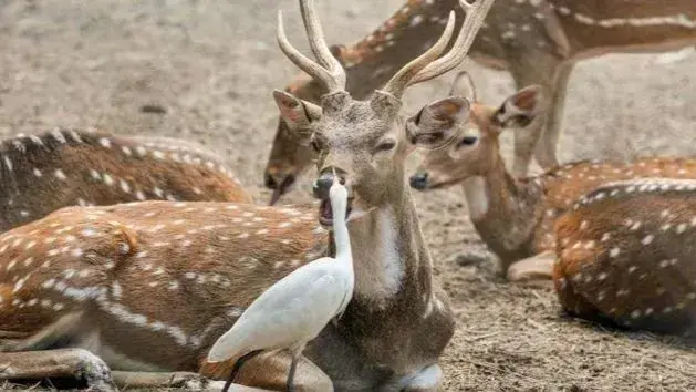 Spotted deer hunted in Telangana