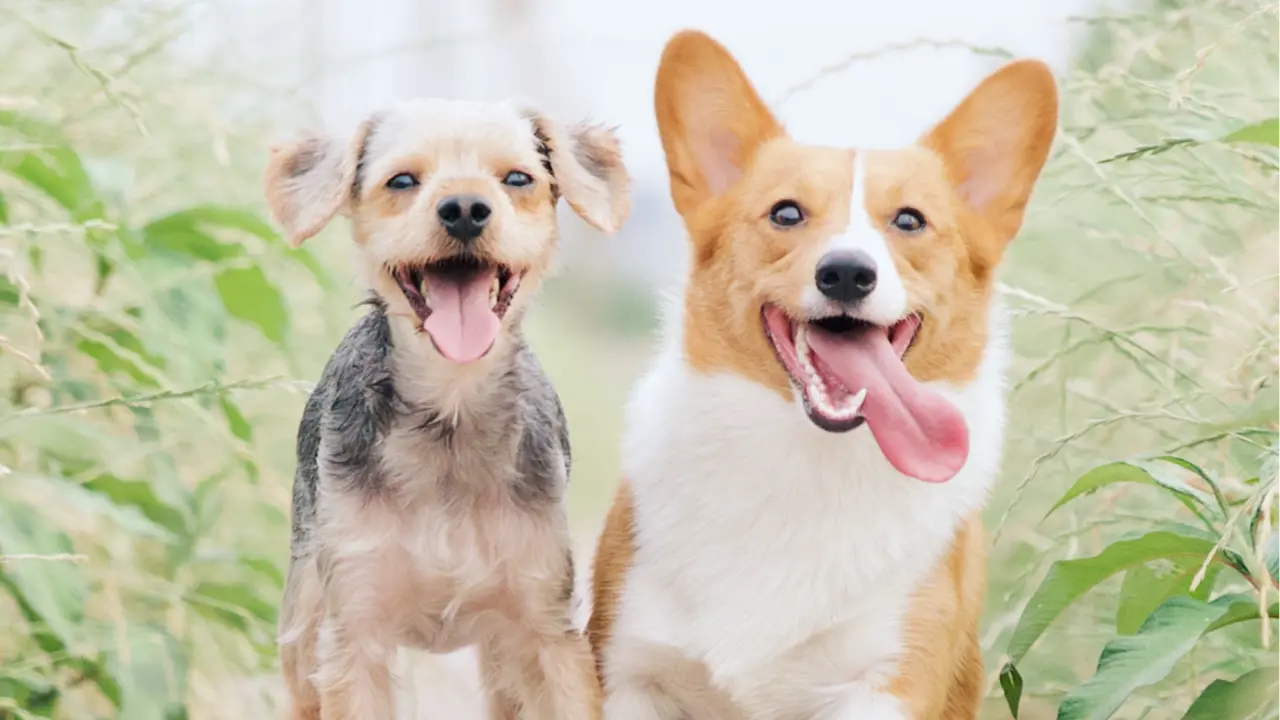 Google launches Pixel Pawtraits for dog lovers in US Pet dog