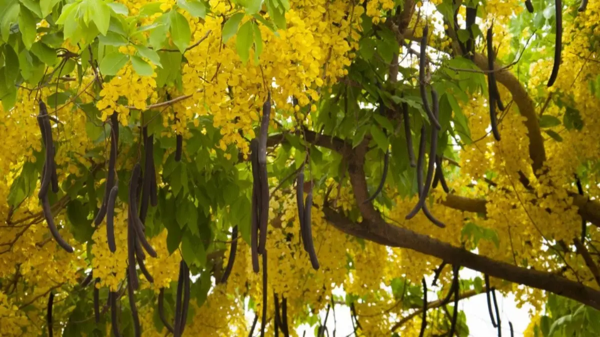 India's Equivalent To Japan's Cherry Blossoms and Where To Spot It Cherry blossom parallels found in India