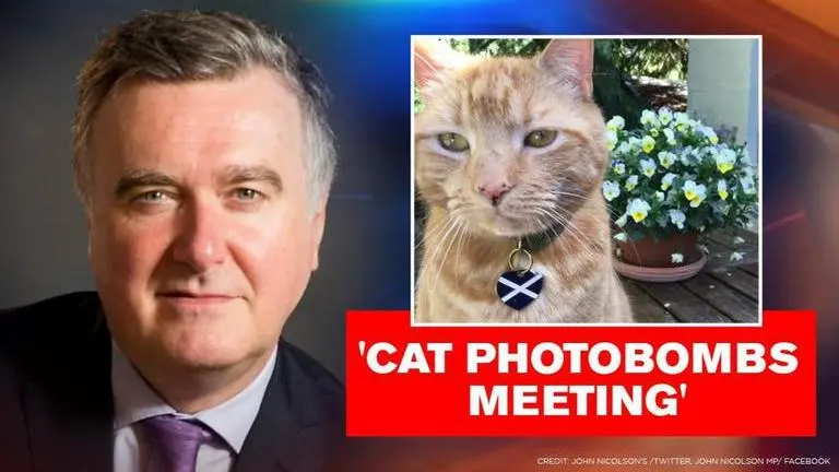 Scottish politician apologises after his cat interrupts Zoom meeting with its tail | Watch Scottish politician apologises after his cat photobombs his zoom meeting