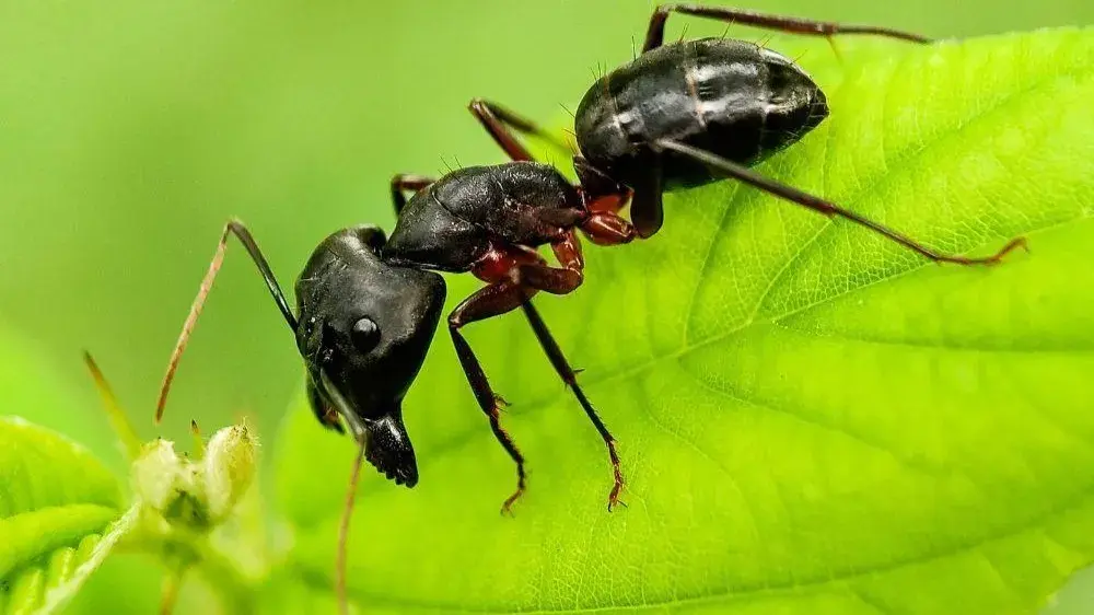 5 spiritual meanings of Ants 5 Spiritual Meanings of Ants