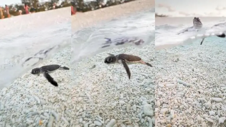Australia: Video of baby sea turtle taking first swim makes netizens go 'Awww'; Watch Australia
