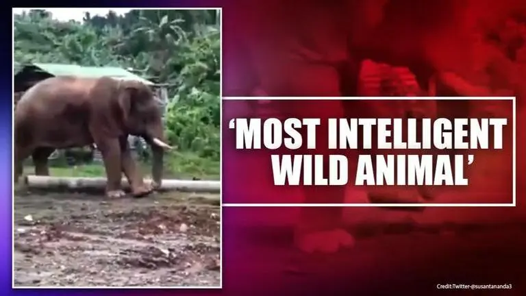 Video of elephant cleaning feet with stick surfaces, netizens call it 'pedicure'