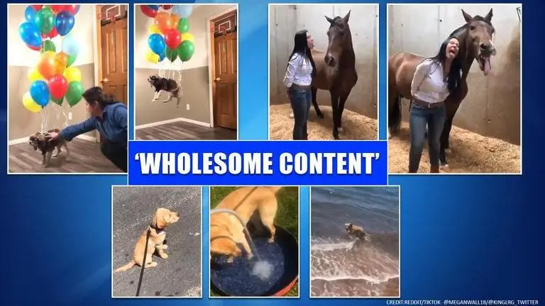 Good news: Five stories for 'wholesome content' amid COVID-19 lockdown Good News