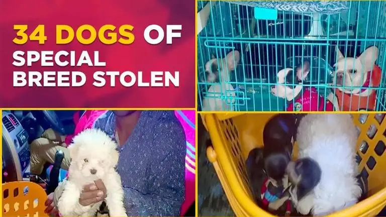 Uttar Pradesh: 34 dogs of special breed stolen from veterinary hospital, 10 recovered Uttar Pradesh