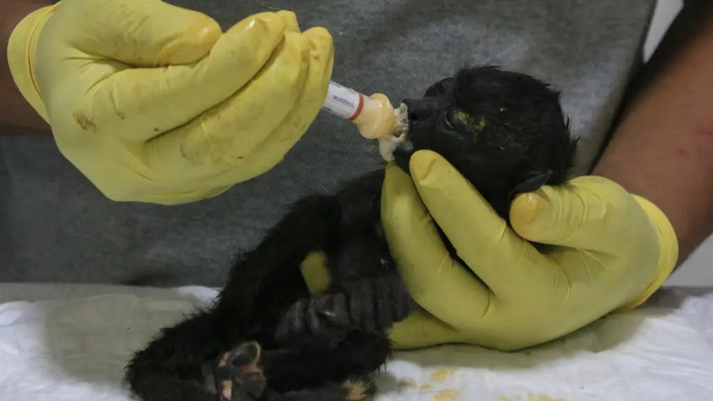A veterinarian feeds a young howler monkey rescued amid extremely high temperatures in Tecolutilla, Mexico.