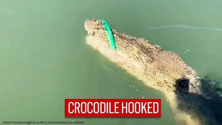 Video: Fisherman accidentally hooks crocodile, netizens say 'good test for rod & reel' Fisherman