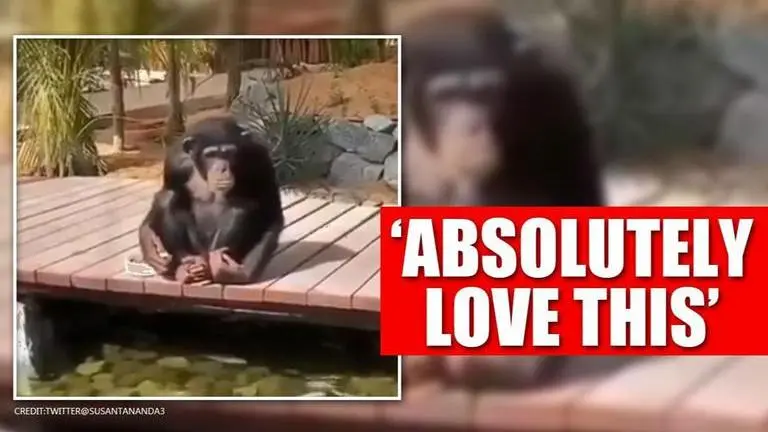 Video of chimpanzee feeding fish is the 'best stress buster' on internet | Watch Video