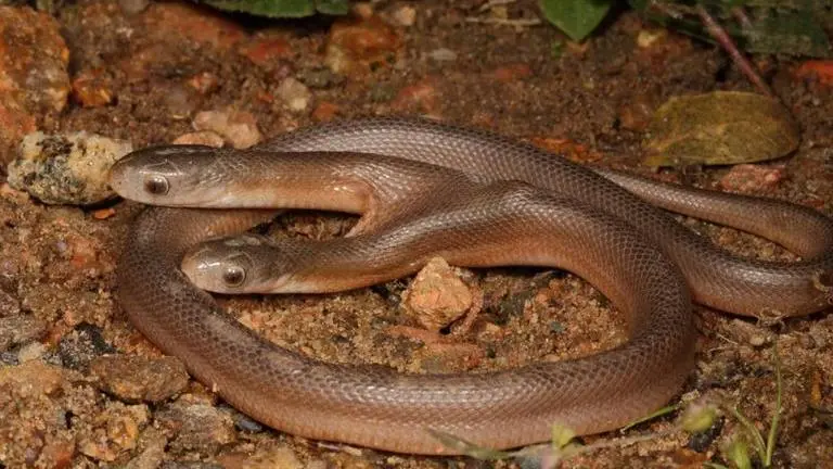 South Africa: Two-headed snake with rare condition discovered in Ndwedwe region South Africa