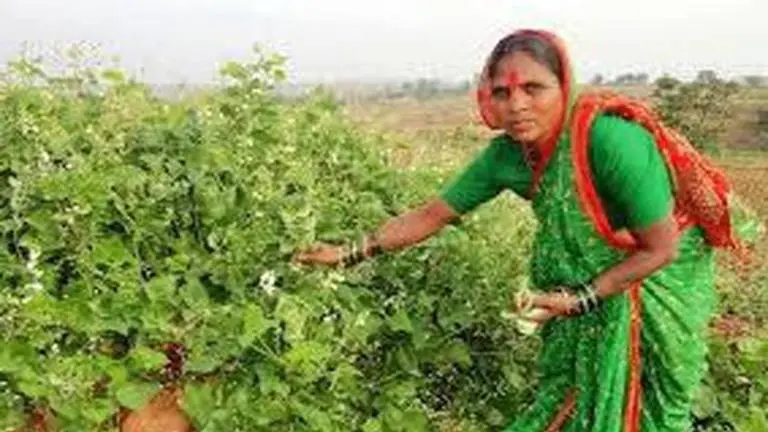 Padma Shri: 'Beej mata' wants seed movement to reach every farmer Beej Mata