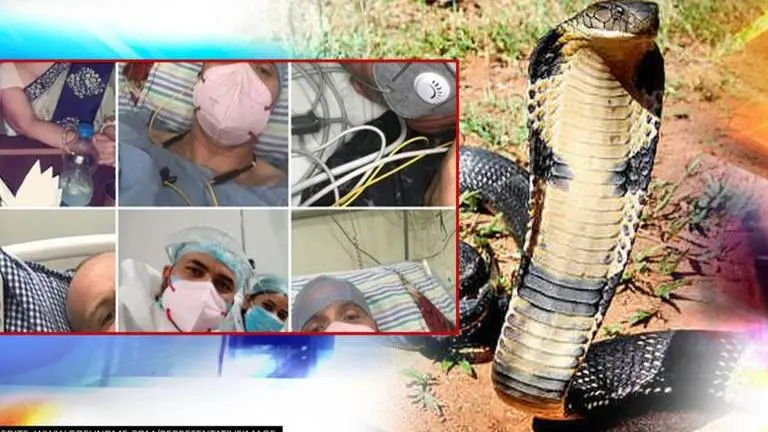 After COVID-19, dengue and malaria, British Man survives cobra bite in Rajasthan British Man survives snake bite after surviving COVID-19, dengue and malaria