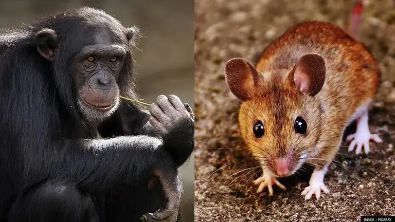 Gene in monkeys, mice may act as antiviral to block HIV, Ebola in humans: Study Ebola