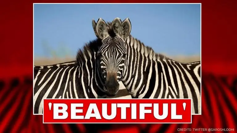 Netizens puzzled as photographer asks which zebra is standing in front; can you answer? Netizens