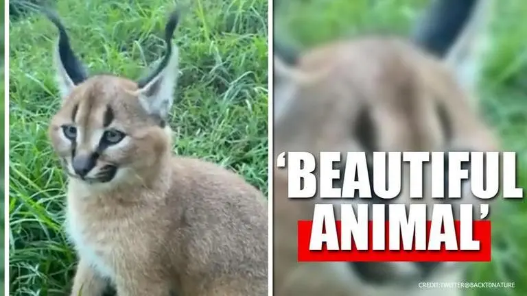 Video: Caracal beautifully twitches ears to express emotions, netizens all hearts caracal