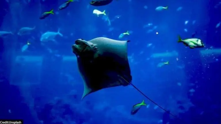 Scientists discover ‘sea of fossils’ buried alive 200 million yrs ago, located in Pompeii Sea of Fossils