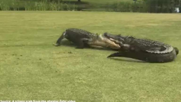 Beastly alligators wrestle each other in the middle of a golf course; WATCH video Viral video