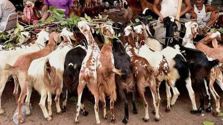 Ask people to celebrate Bakrid at home: UP DGP urges clerics