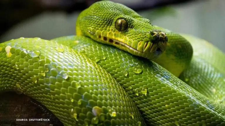 World Snake Day day History, Meaning , Significance, and Celebration world snake day