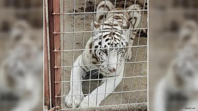 Tiger among animals officials find in search of Texas home Tiger