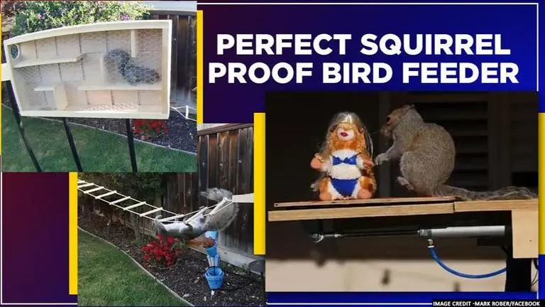 Former NASA engineer builds obstacle course for squirrels to keep bird seeds safe; Watch NASA