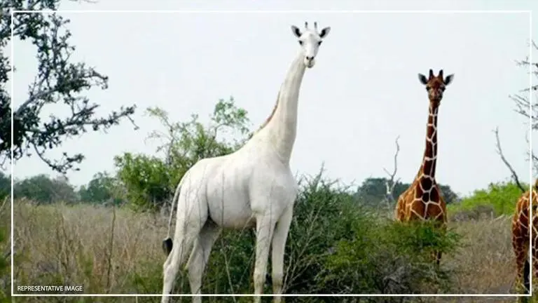 Kenya’s only female white giraffe, her calf killed by poachers Kenya