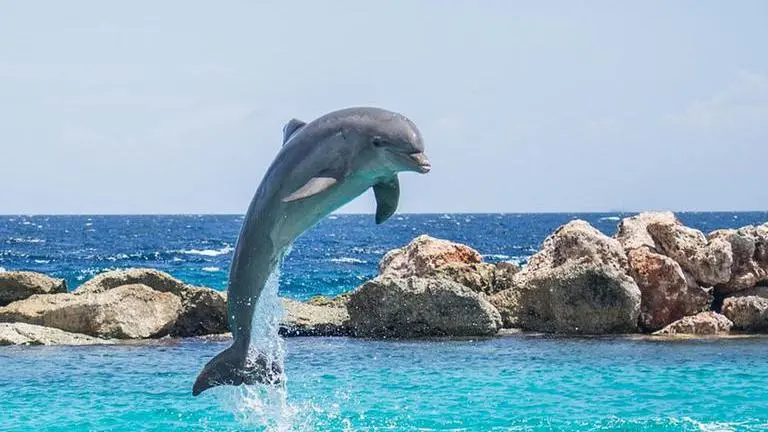 Irish, Irish man, Ruairí McSorley