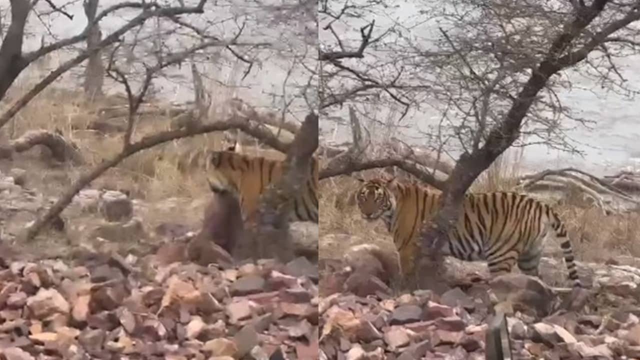 Tigress Riddhi Spotted After Deer Hunt in Ranthambore National Park ...