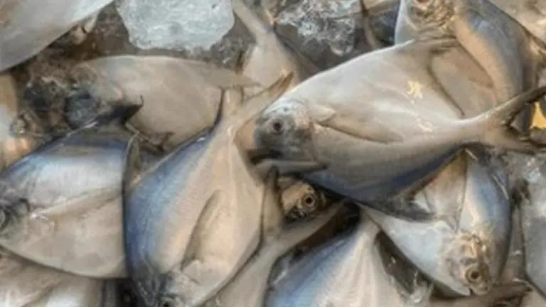Maharashtra govt declares silver pomfret as state fish to enable its conservation maharashtra