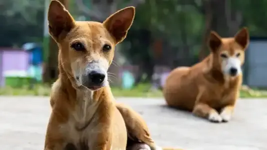 Indian dog breeds to be deployed in police duties soon Indian dog breed