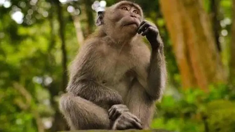 Monkeys 'own' land in this Maharashtra village