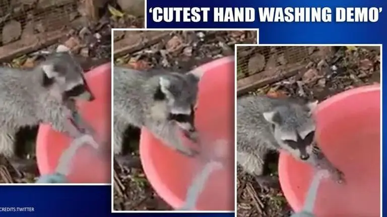 Coronavirus: Animals giving the cutest hand washing demo are now social media stars