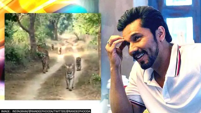 Randeep Hooda shares video of six tigers walking together; netizens react with awe Randeep Hooda