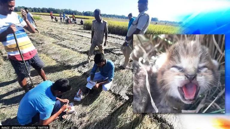 Villagers stop harvest to help forest officials reunite 5 jungle cubs with mother; Watch villagers