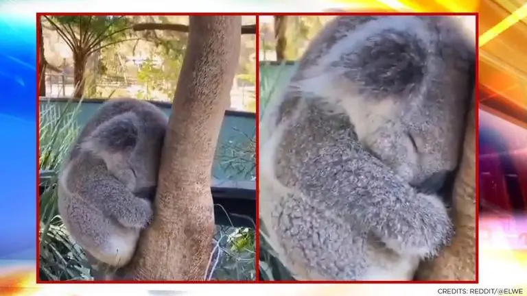 koala