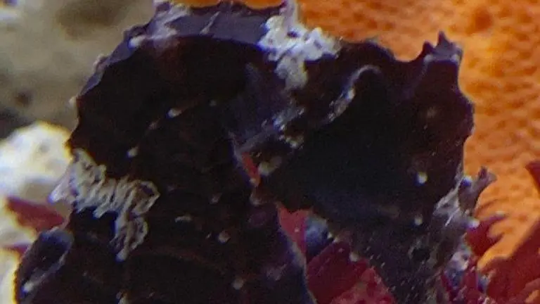 Florida vet school uses novel approach to save seahorse