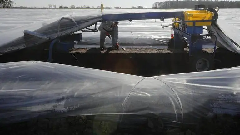 Virus chaos snarls farm workers as new season buds in Europe Virus chaos snarls farm workers as new season buds in Europe