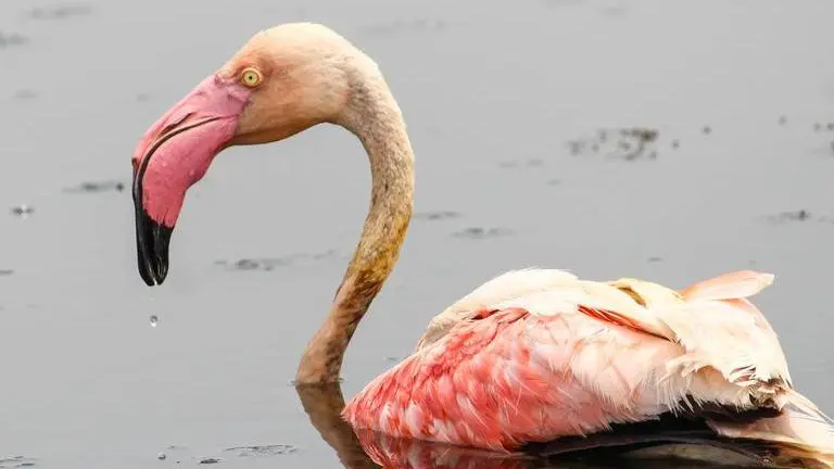 Greater Flamingo that 'collapsed' in South Delhi released in the wild after being treated Greater Flamingo
