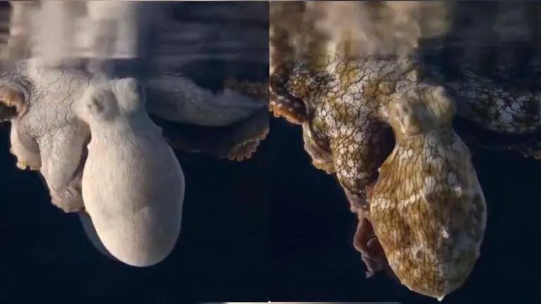 Octopus changing colours while dreaming mesmerizes thousands of netizens Octopus