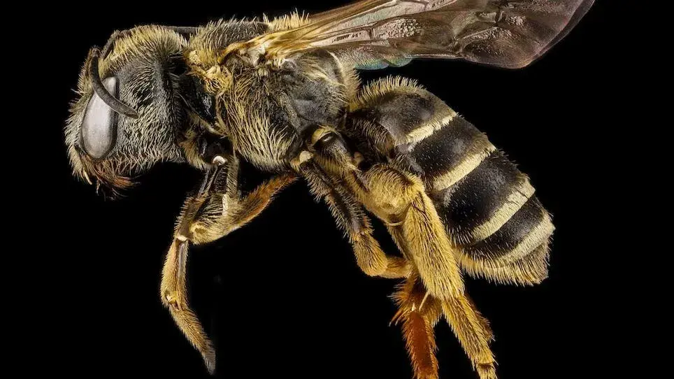 Man accidentally swallows bee while drinking water, dies after getting stung on tongue & food pipe Representative image